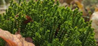 Pruning shrubby veronica