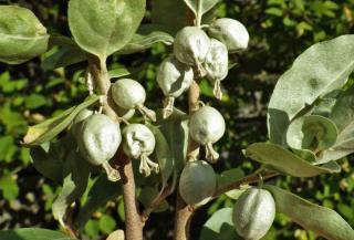 silver berry fruit