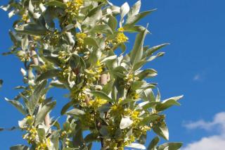 Silverberry, eleagnus commutata