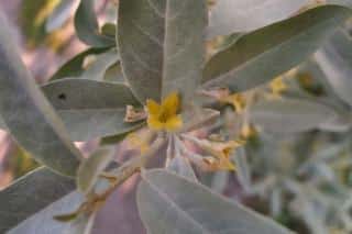 silverberry pruning