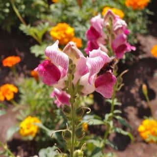 snapdragon care
