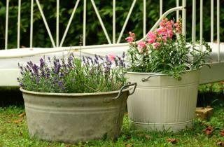 snapdragon pot