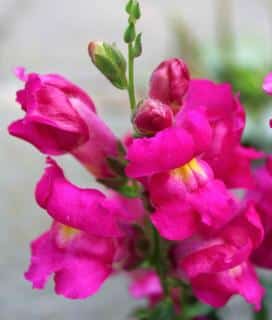 snapdragon sowing