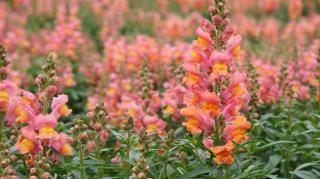 snapdragon varieties