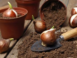 soil for potted tulip