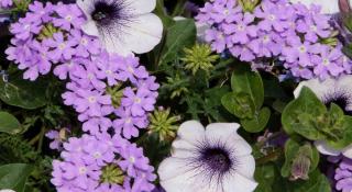 Sowing garden verbena