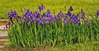 Sowing iris