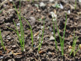 sowing leek