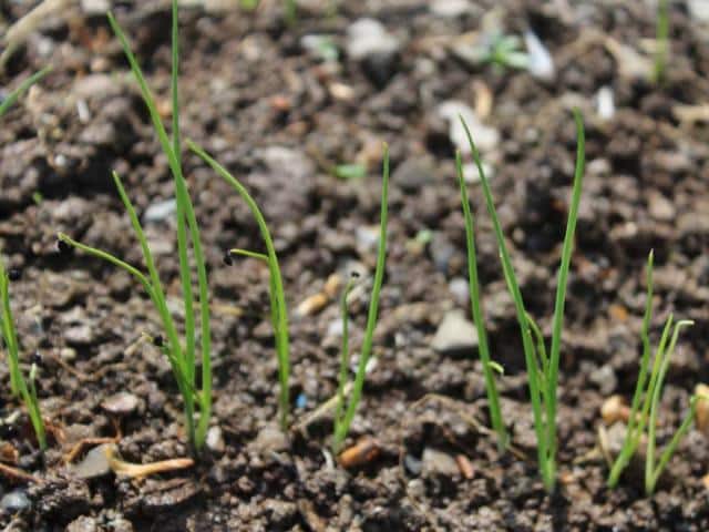 sowing leek