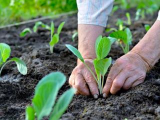 How to sow and transplant cabbage