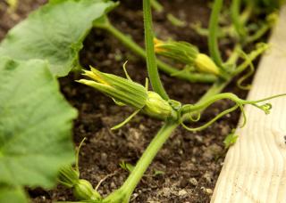 Sowing squash gourd
