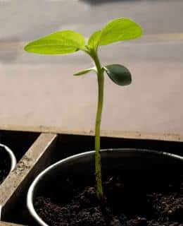 Sowing sunflower