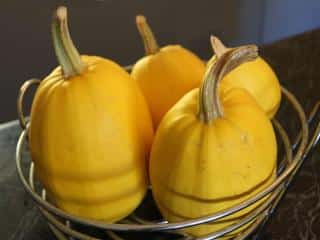 Spaghetti squash varieties