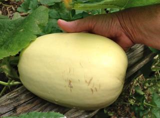 spahghetti squash harvest