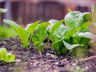 Planting spinach