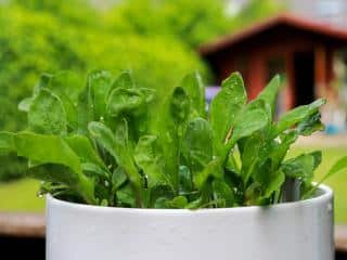 Growing spinach in a pot