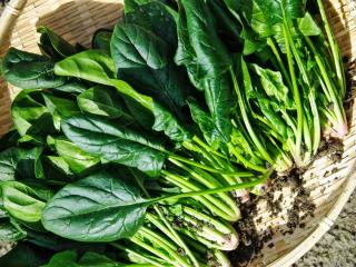 Varieties of spinach