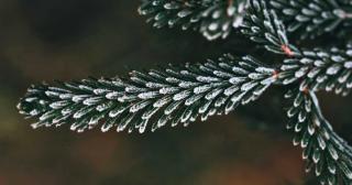 Spruce Christmas tree