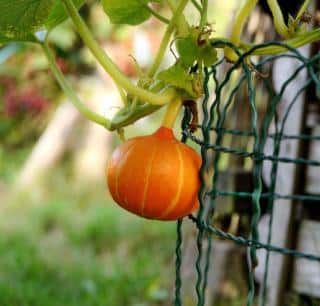 Gourd squash vertical growing