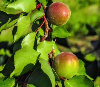 Pruning and thinning fruit trees in summer