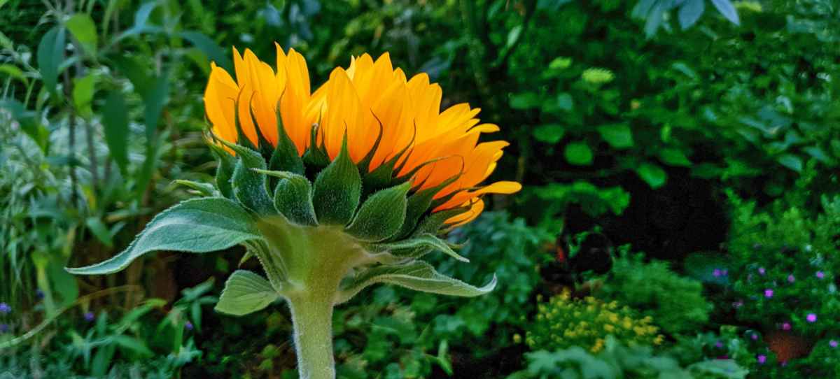 Diseases and pests on sunflower