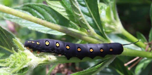 Large black caterpillar with orange-ringed spots and a small tail horn on a stem