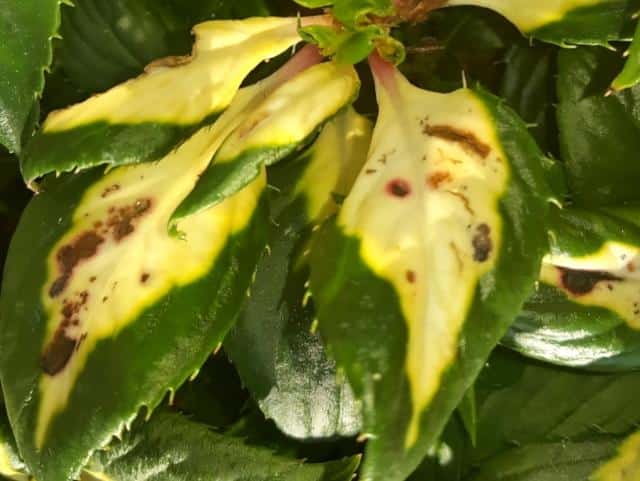 SunPatiens leaves with yellow blades, green margins and brown necrotic patches