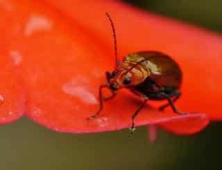 sunpatiens pests