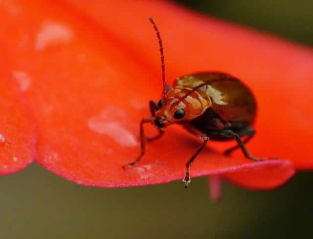 Small leaf beetle on an orange-red sunpatiens petal