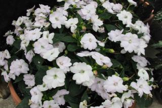 Planting sunpatiens in a pot