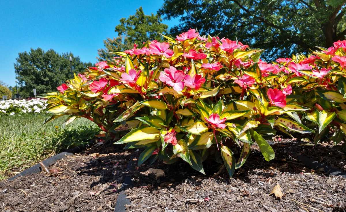 Planting sunpatiens in the ground