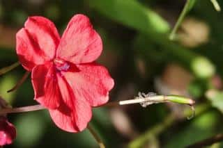 Seeds from a sunpatiens relative