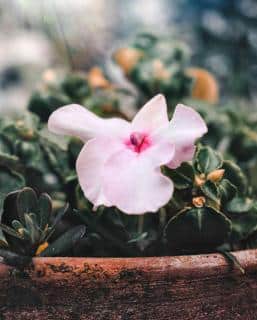 Winter care for sunpatiens