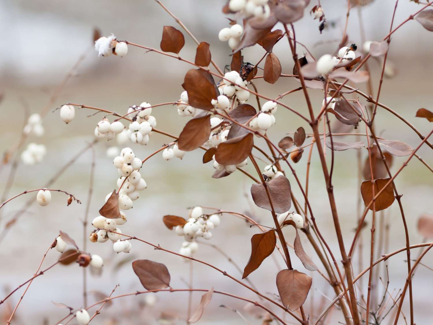 Snowberry, symphoricarpos