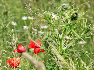 Planting thistle