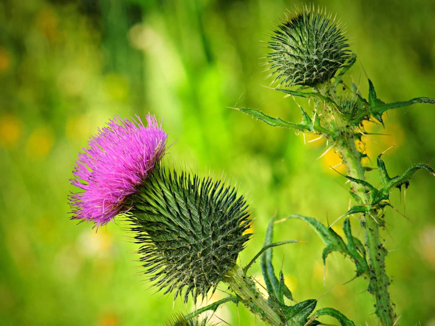 Thistle flower