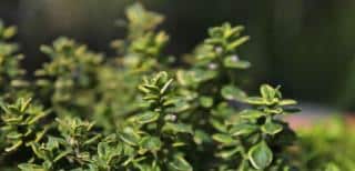 Thyme benefits varieties