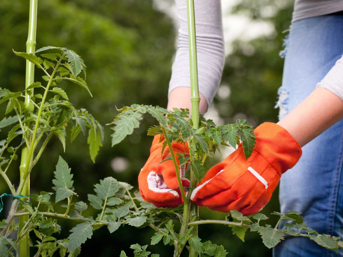 Tomato care