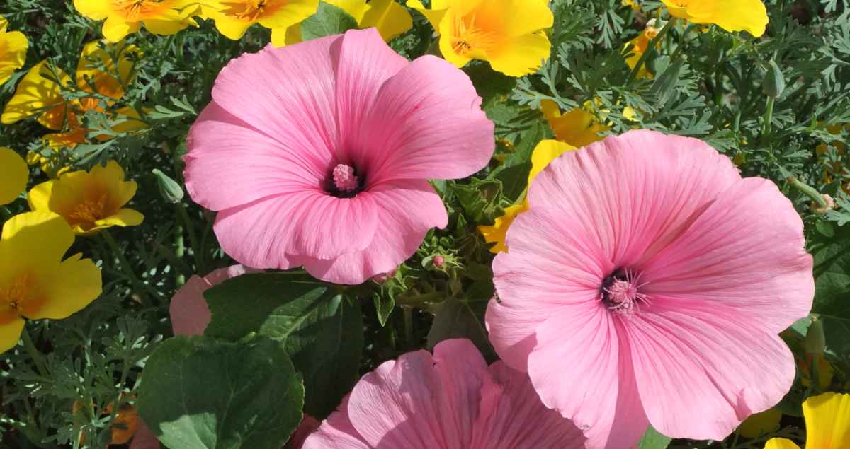 Potted tree mallow