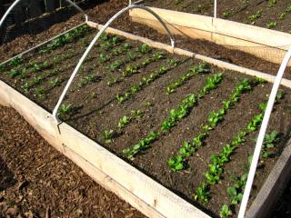 Autumn tunnel cold frame