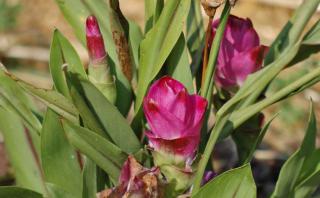 Growing turmeric