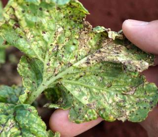 Diseases and pests on turnip