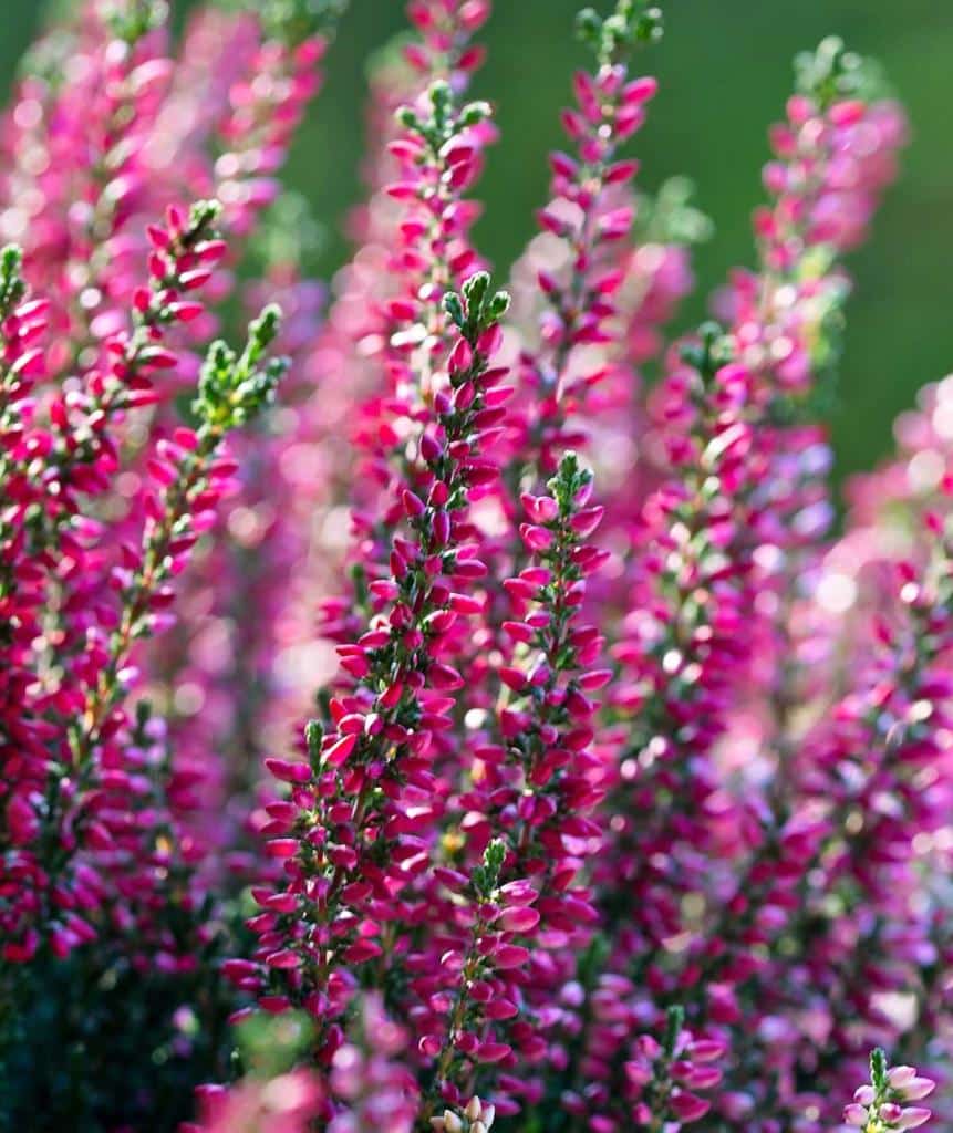 Heather, short and beautiful care, pruning,