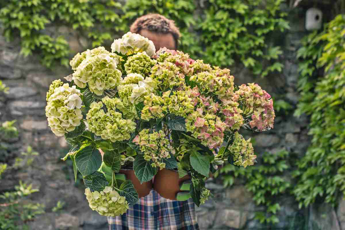 Unique hydrangea