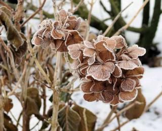 Winter flowers hydrangea