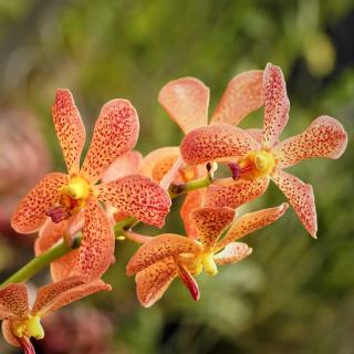 Vanda orchid