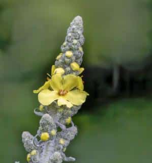 Verbascum thapsus benefits