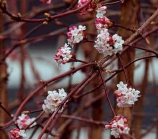 Winter blooming on a viburnum