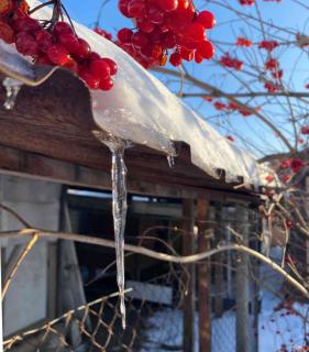 Berries on viburnum end of winter