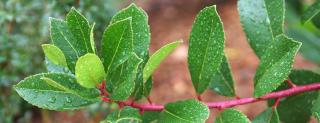 Watering arbutus unedo